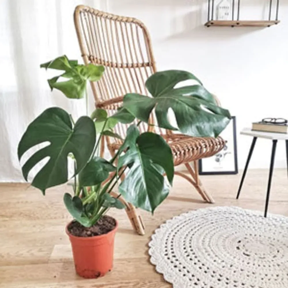 Monstera plante d'intérieur sans cache-pot