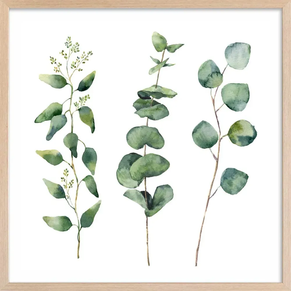Affiche aquarelle eucalyptus avec cadre 30x30 cm