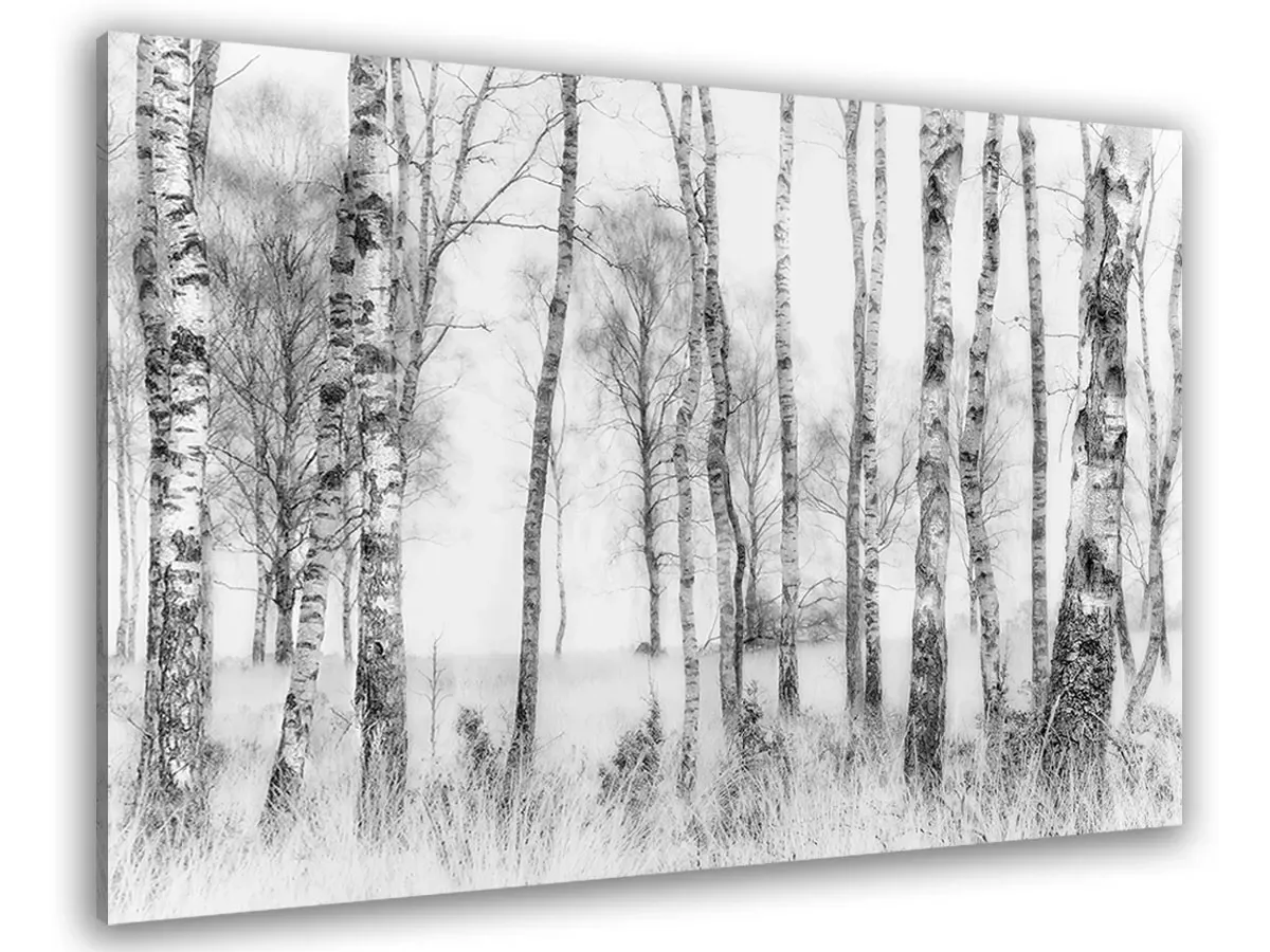 Tableau bouleaux en monochrome toile imprimée 120x80 cm