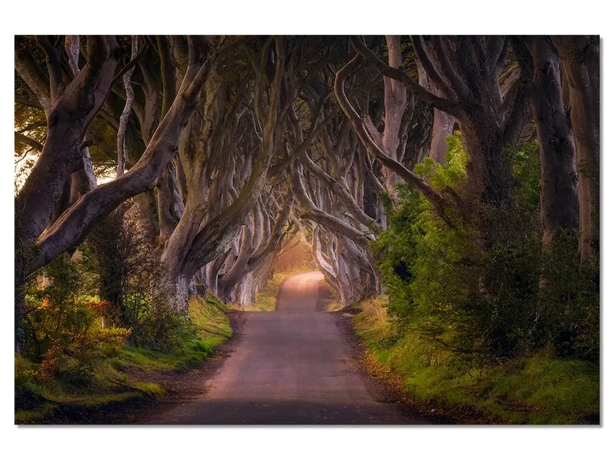 Tableau nature arbres enchanteurs impression sur aluminium 120x80 cm