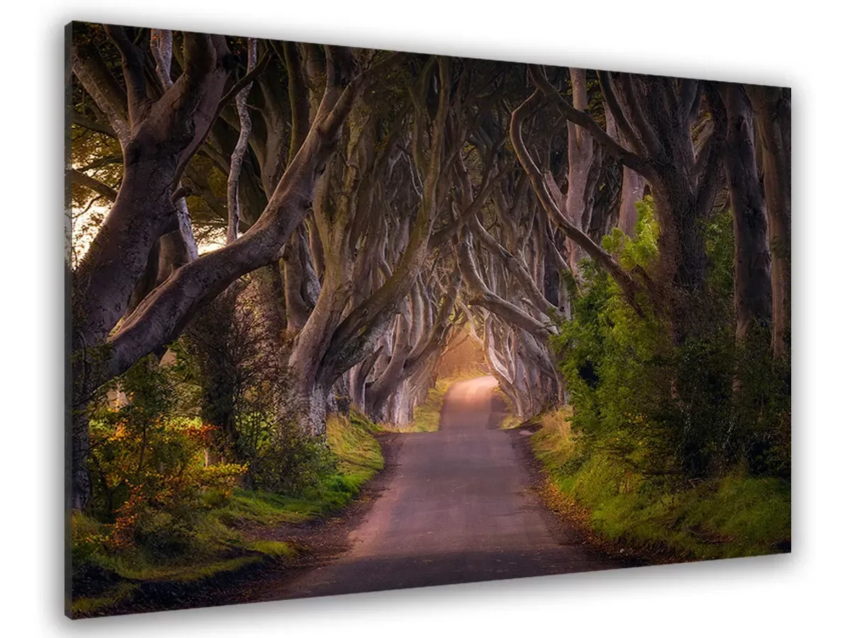 Tableau nature arbres enchanteurs toile imprimée 120x80 cm