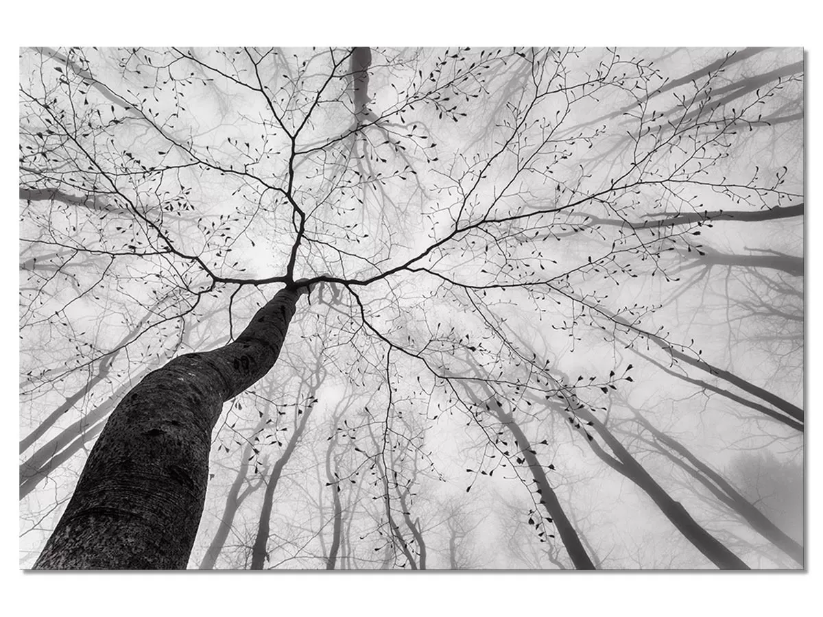 Tableau nature canopée impression sur aluminium 120x80 cm