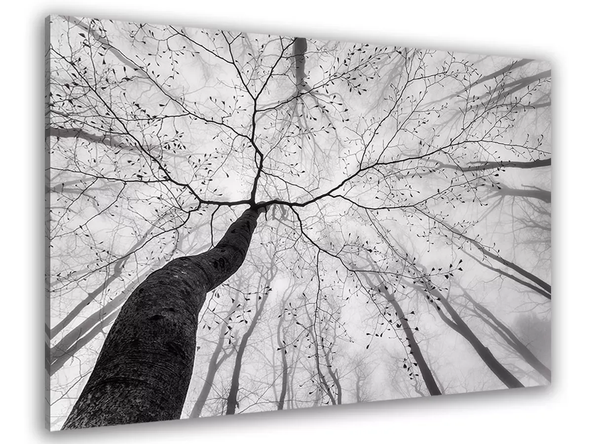 Tableau nature canopée toile imprimée 120x80 cm