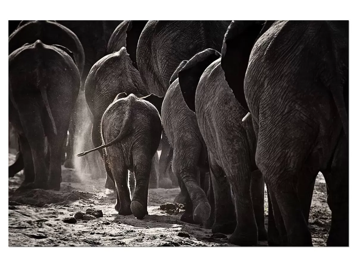 Tableau animaux cap Afrique impression sur aluminium 90x60 cm