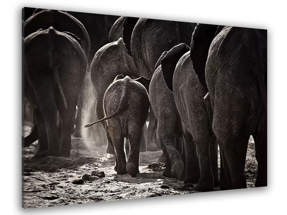 Tableau animaux cap Afrique imprimé sur toile 90x60 cm