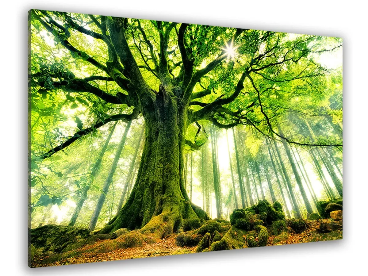 Tableau nature l 'hêtre de ponthus imprimé sur toile 90x60 cm