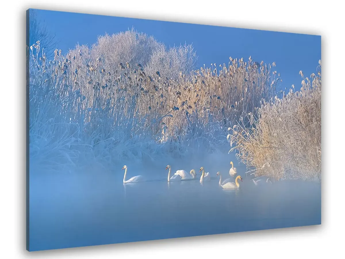 Tableau cygnes dans le givre matinal toile imprimée 120x80 cm