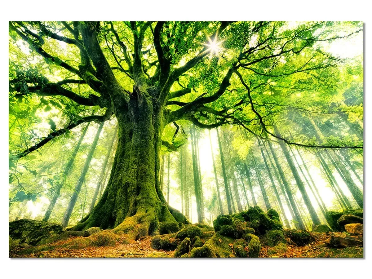 Tableau nature l 'hêtre de ponthus impression sur aluminium 90x60 cm