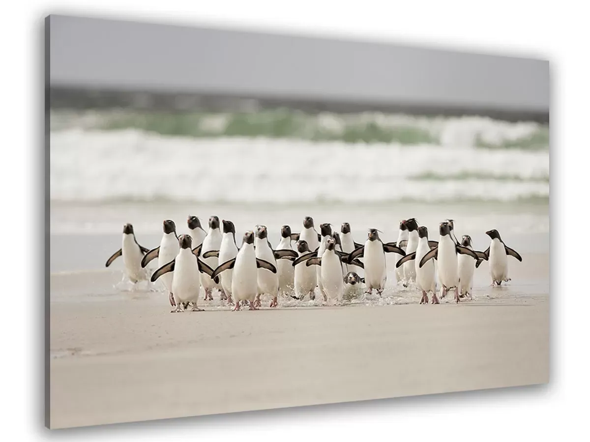 Tableau animaux pingouins imprimé sur toile 90x60 cm