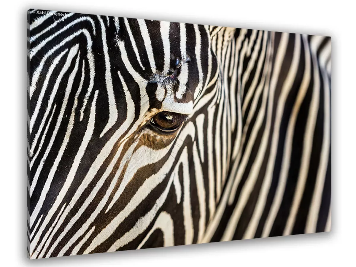 Tableau zèbre toile imprimée 120x80 cm