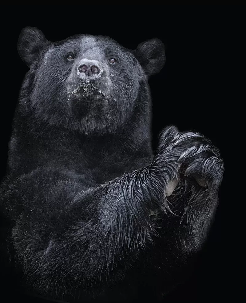 Tableau sur toile ours 40x50