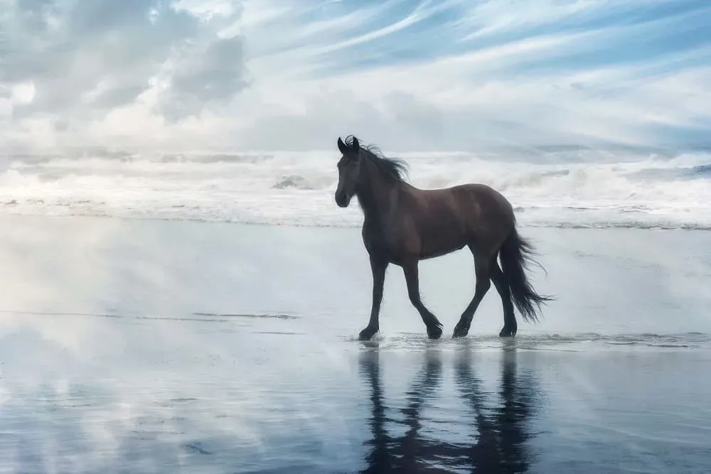 Tableau cheval mouvement du cheval  imprimé sur toile 90x60 cm