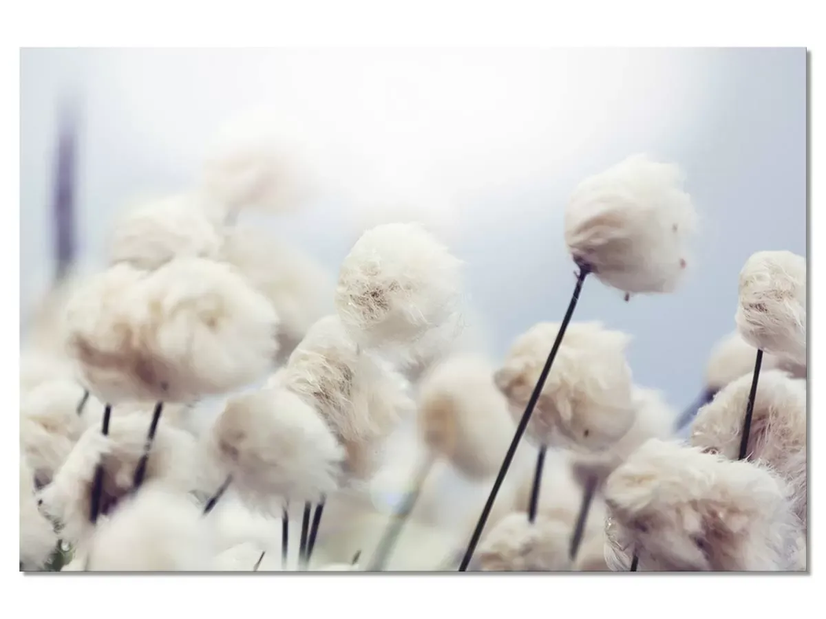 Tableau fleurs de coton au vent toile imprimée 120x80 cm