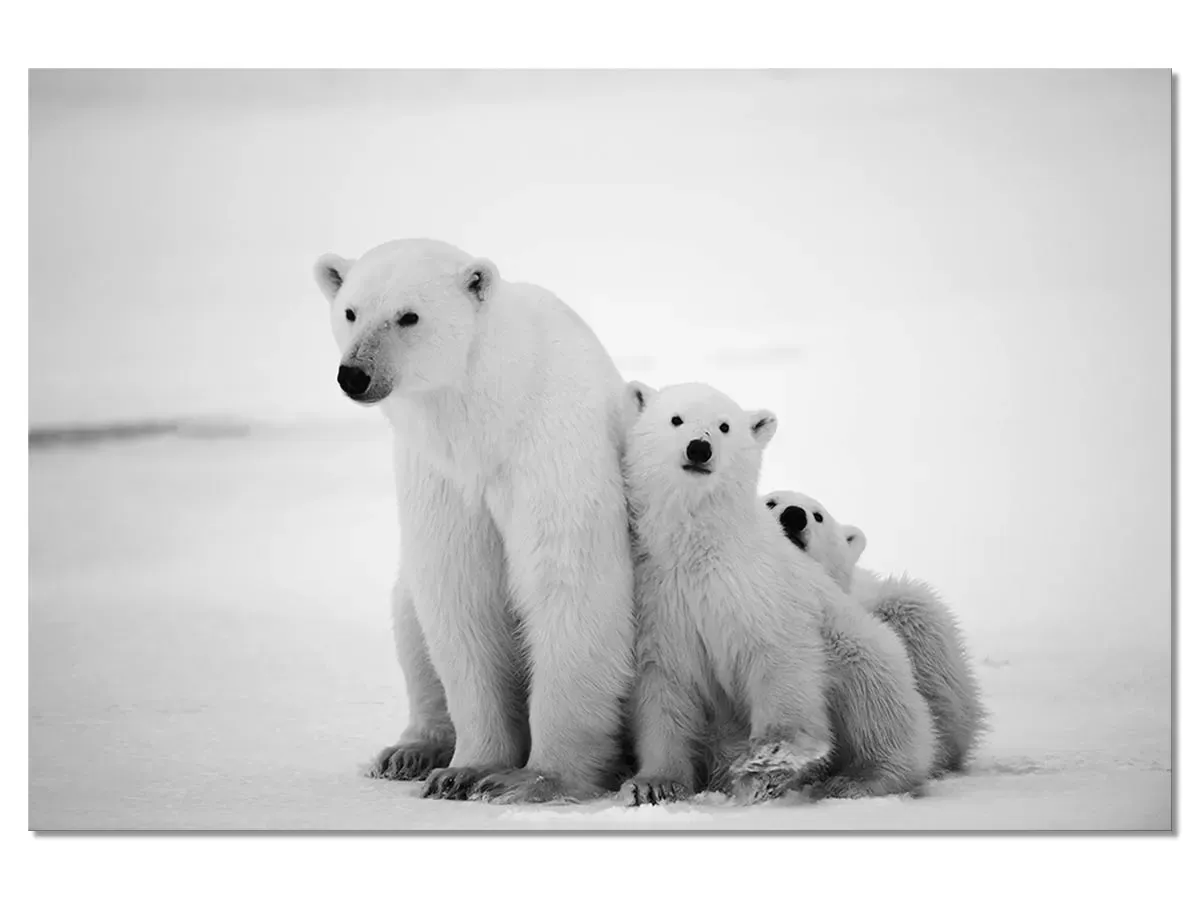 Tableau animaux family polar bear toile imprimée 120x80 cm