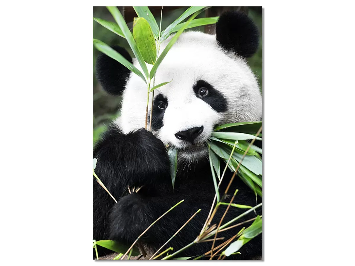Tableau regard de panda imprimé sur toile 80x120 cm