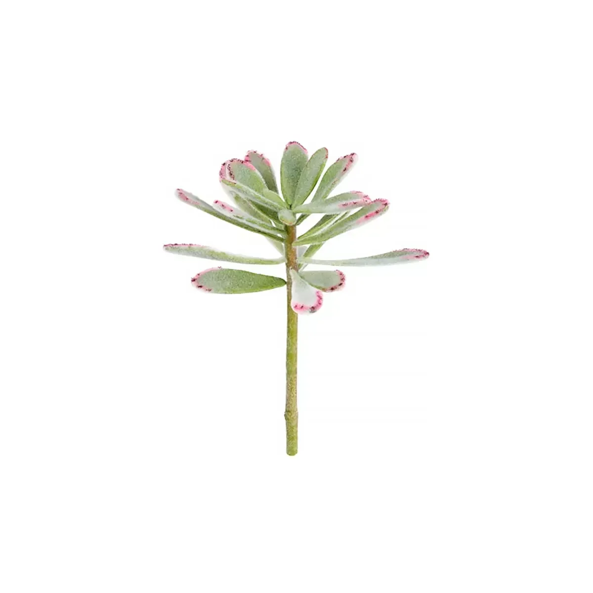 Piquet de succulente panda artificielle verte H24