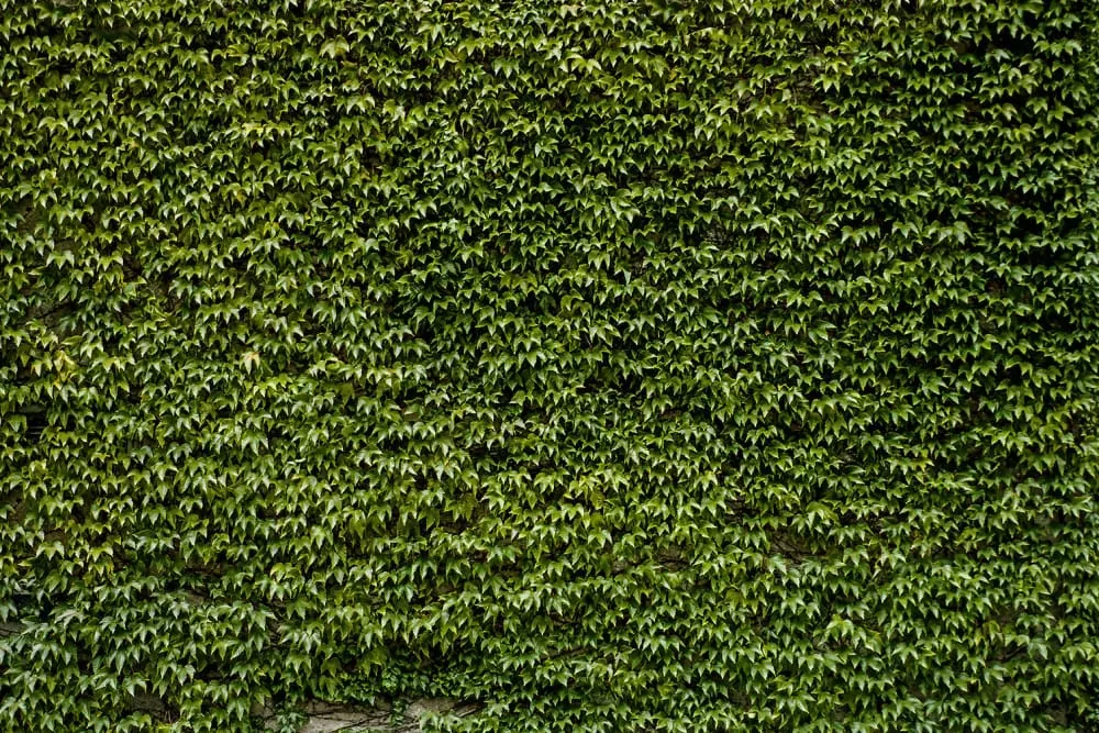 Tableau nature mur de lierres toile imprimée 120x80 cm