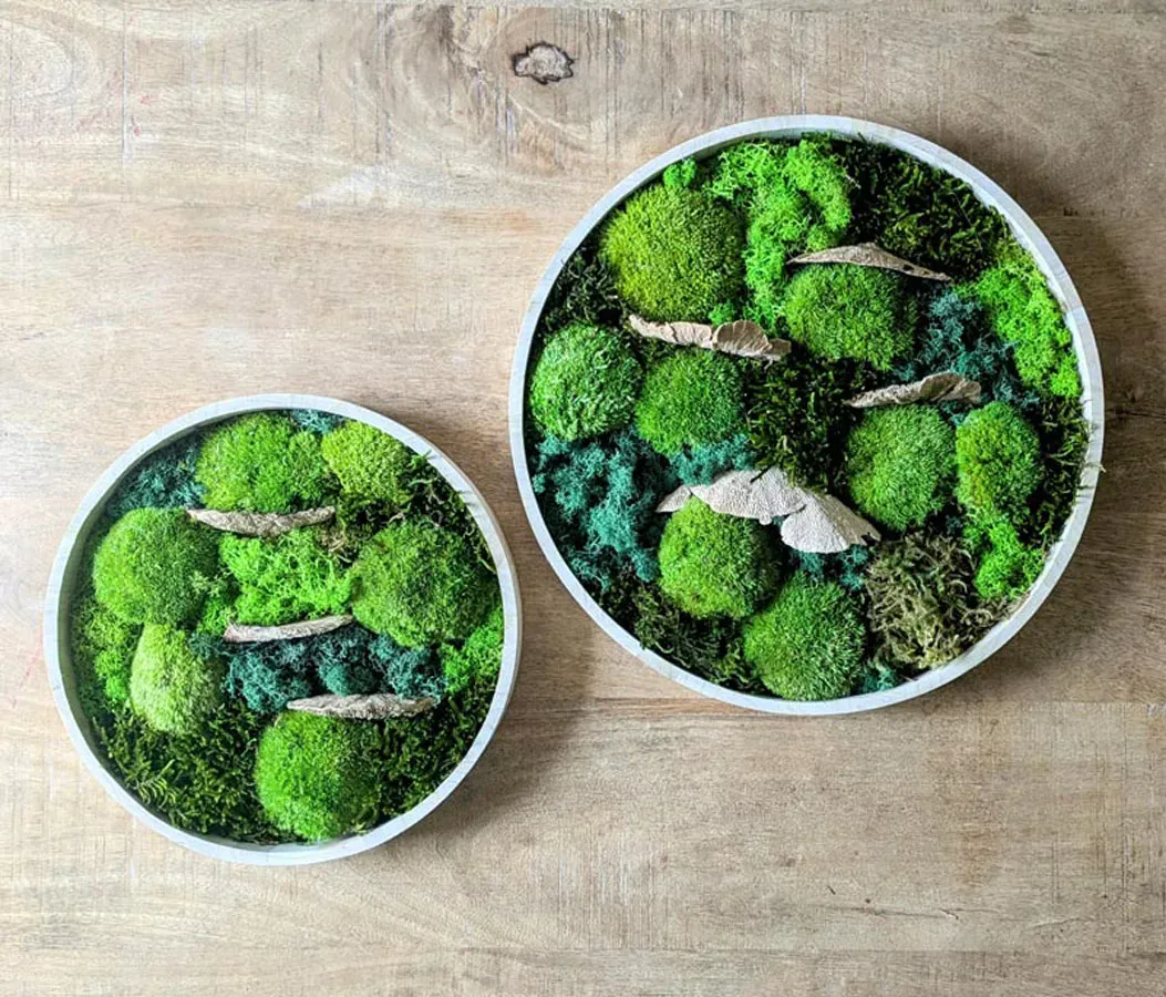 Tableau végétal naturel rond mousse stabilisée - Lot de 2- Sous-bois