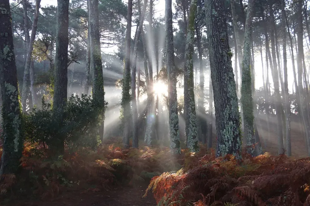 Tableau brume landaise imprimé sur toile 90x60 cm