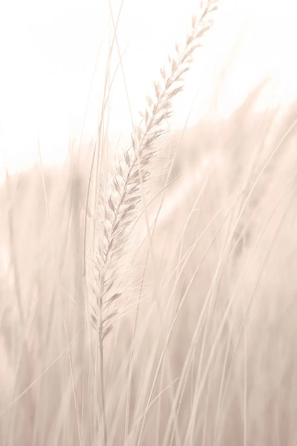 Tableau blé poudré imprimé sur toile 60x90 cm