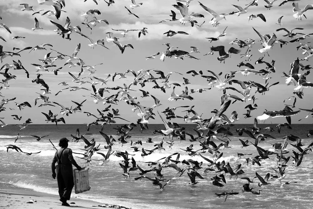 Tableau festin de mouettes imprimé sur toile 90x60 cm