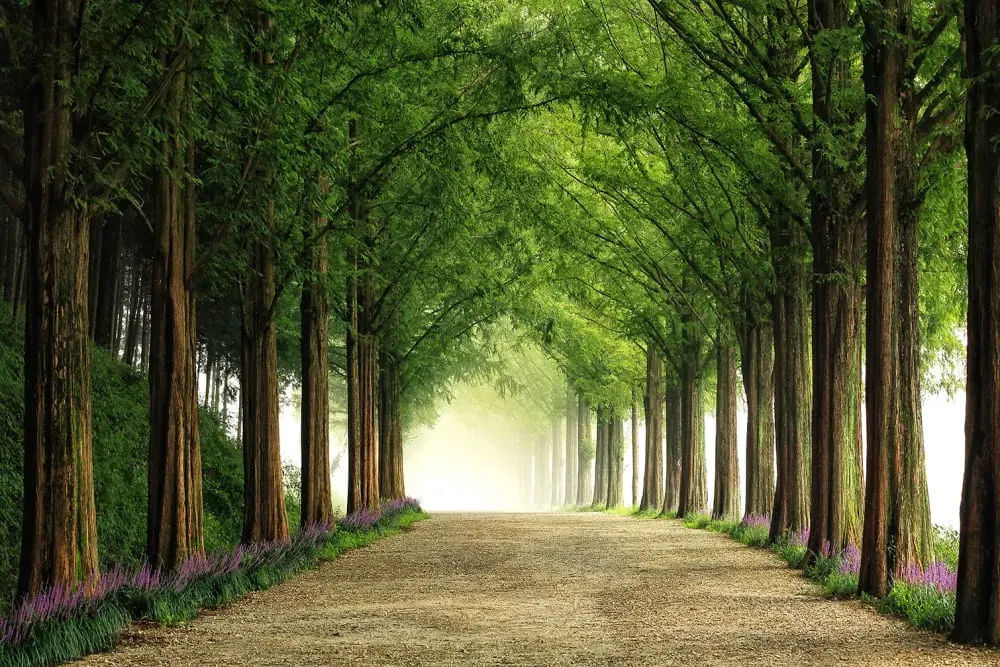 Tableau paysage Metasequoia imprimé sur toile 90x60 cm