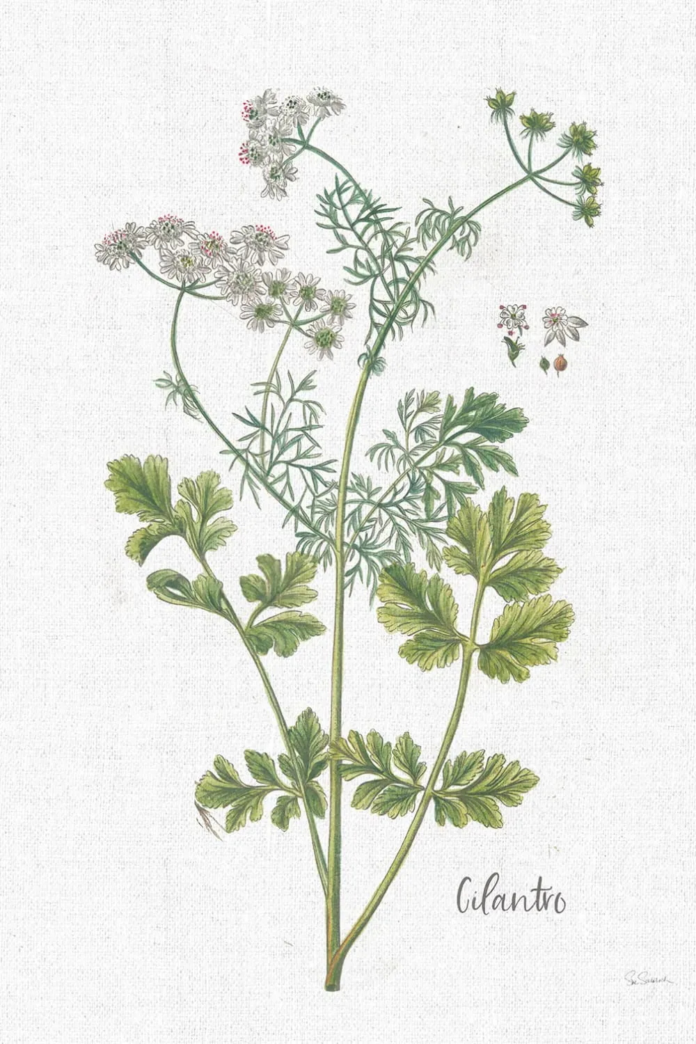 Tableau fleurs coriandre dessinée imprimé sur toile 60x90 cm