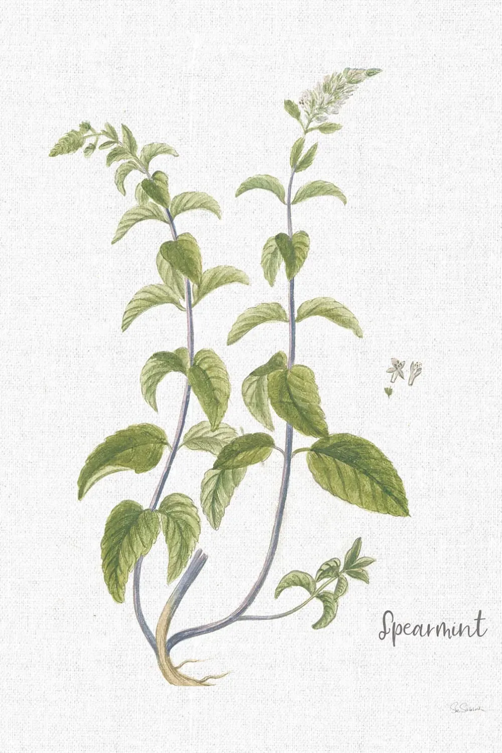 Tableau fleurs menthe verte illustrée imprimé sur toile 60x90 cm