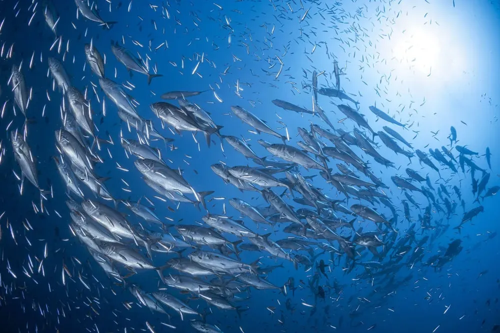 Tableau poisson carangue imprimé sur toile 90x60 cm