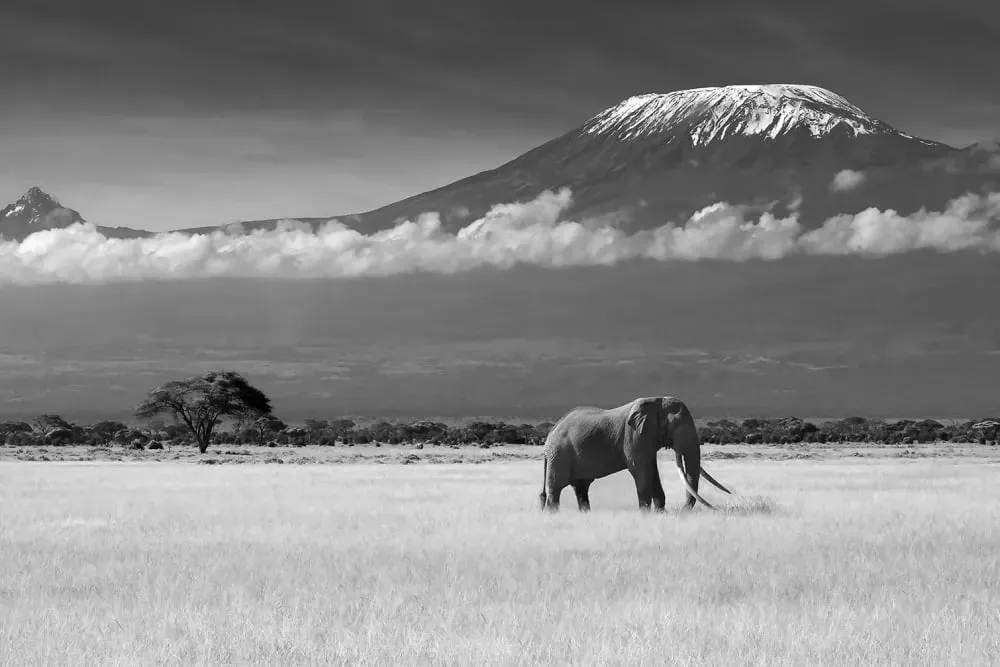 Tableau elephant et kilimanjaro impression sur aluminium 120x80 cm