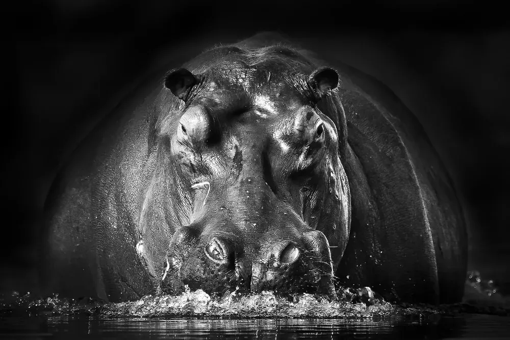 Tableau animaux portrait hippo impression sur aluminium 120x80 cm
