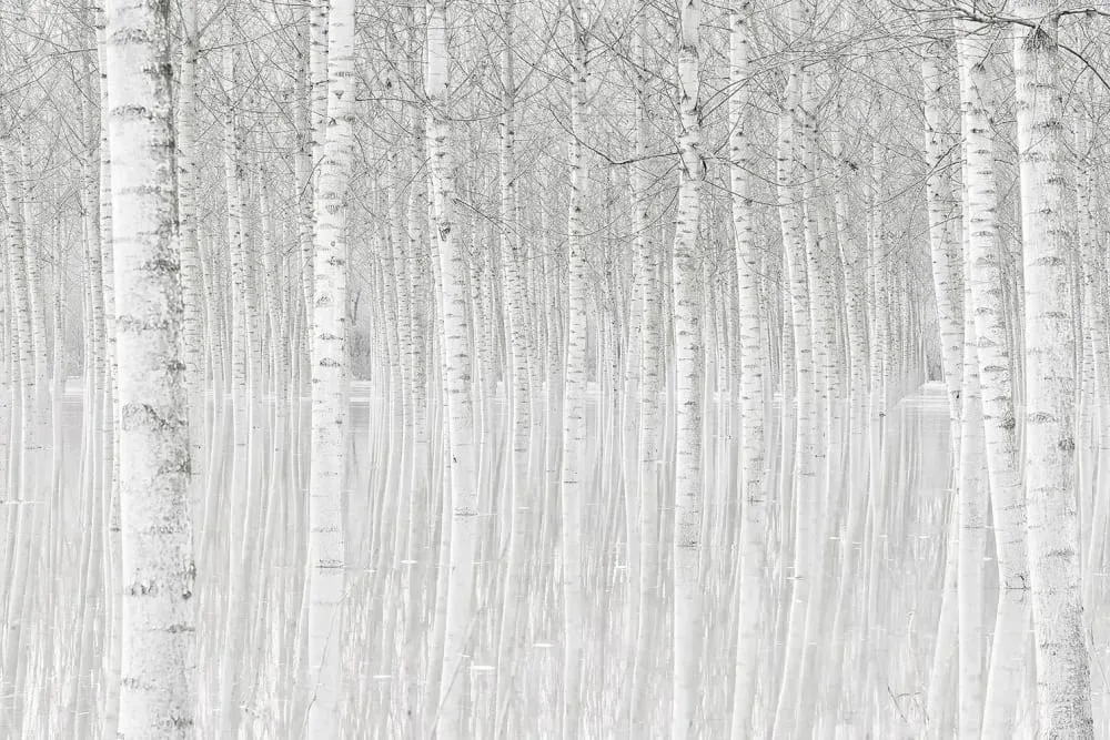 Tableau nature perspective trees impression sur aluminium 120x80 cm