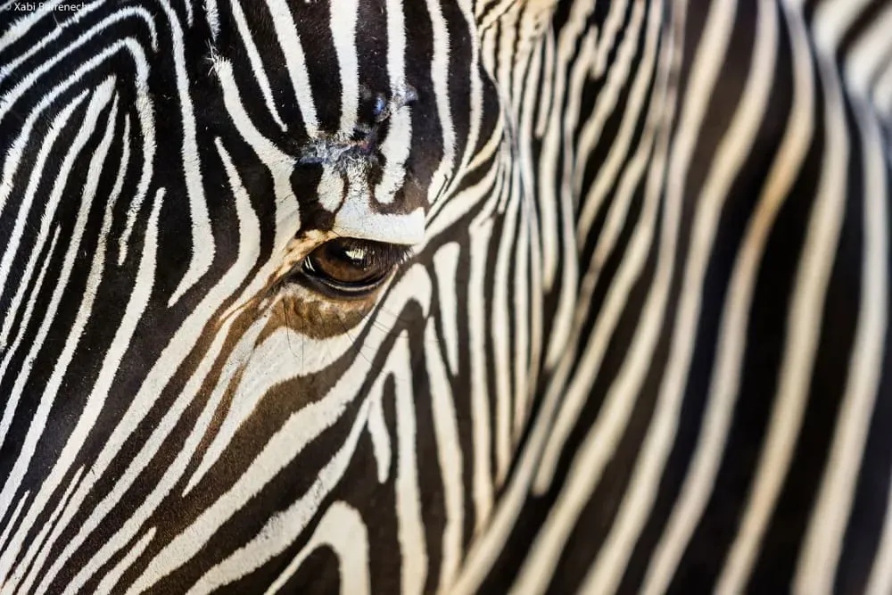 Tableau zèbre impression sur aluminium 120x80 cm
