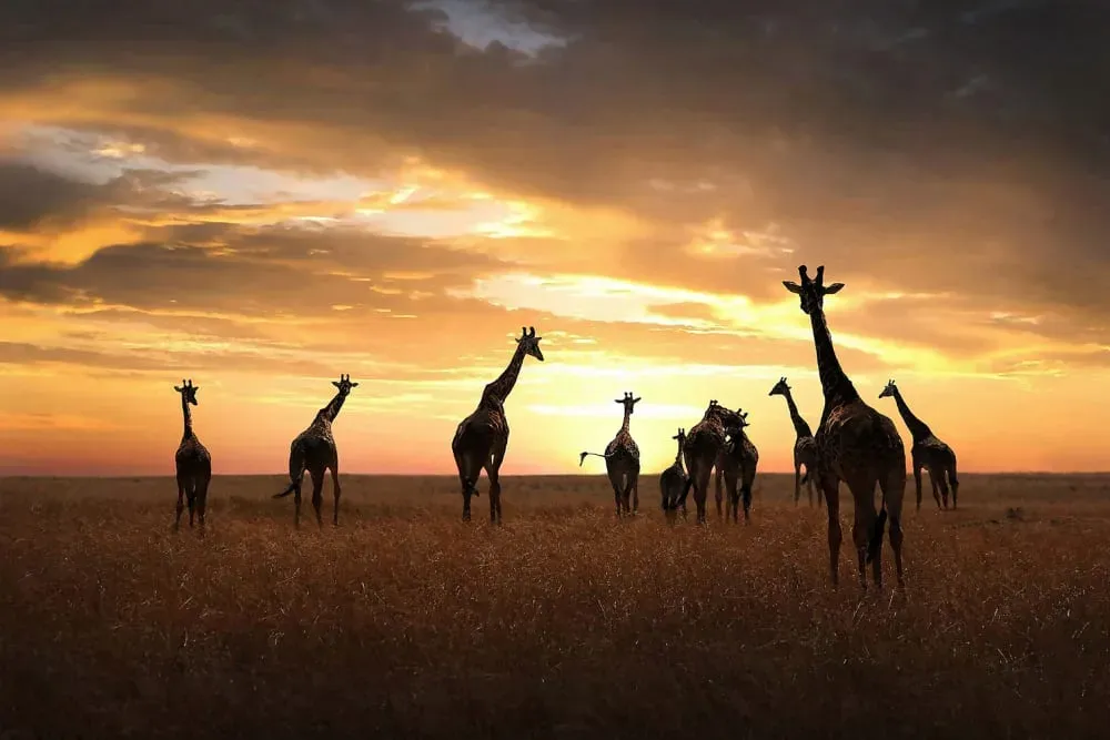 Tableau animaux girafe family impression sur aluminium 120x80 cm