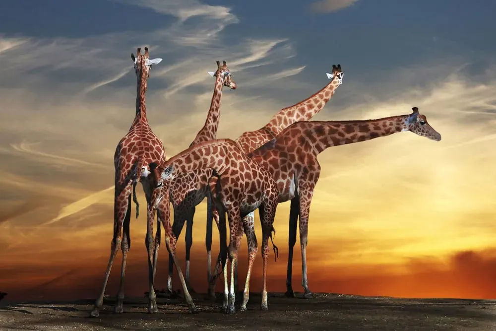 Tableau animaux girafe meeting impression sur aluminium 120x80 cm