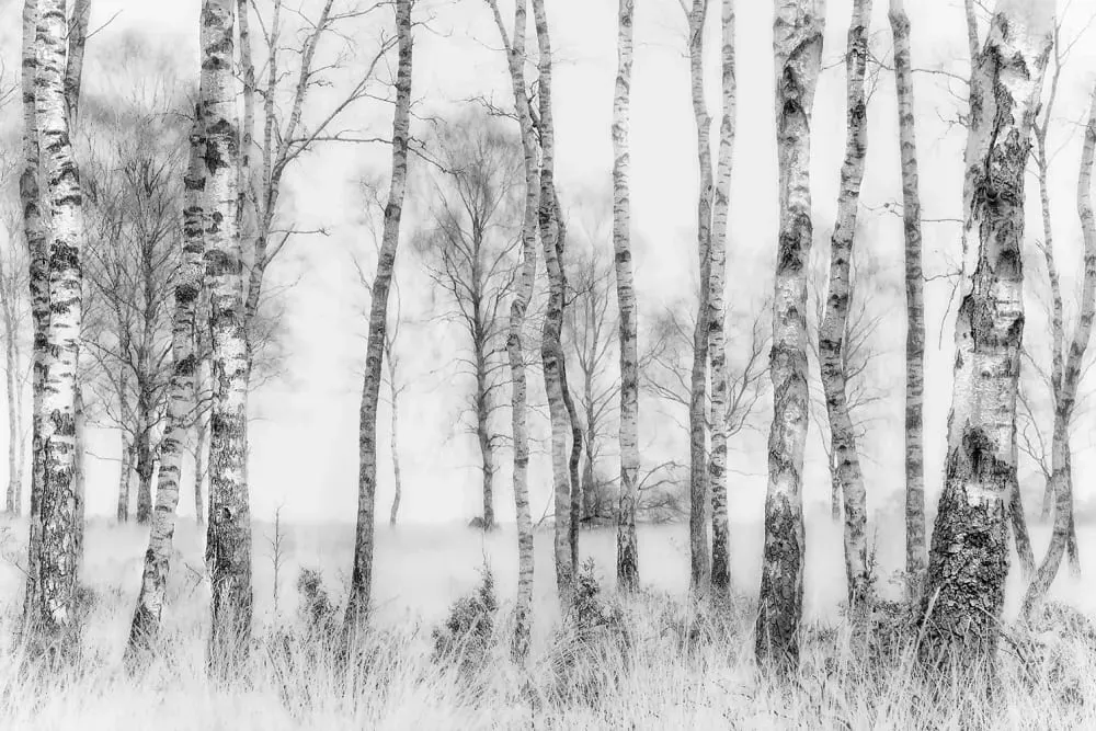 Tableau bouleaux en monochrome impression sur aluminium 120x80 cm