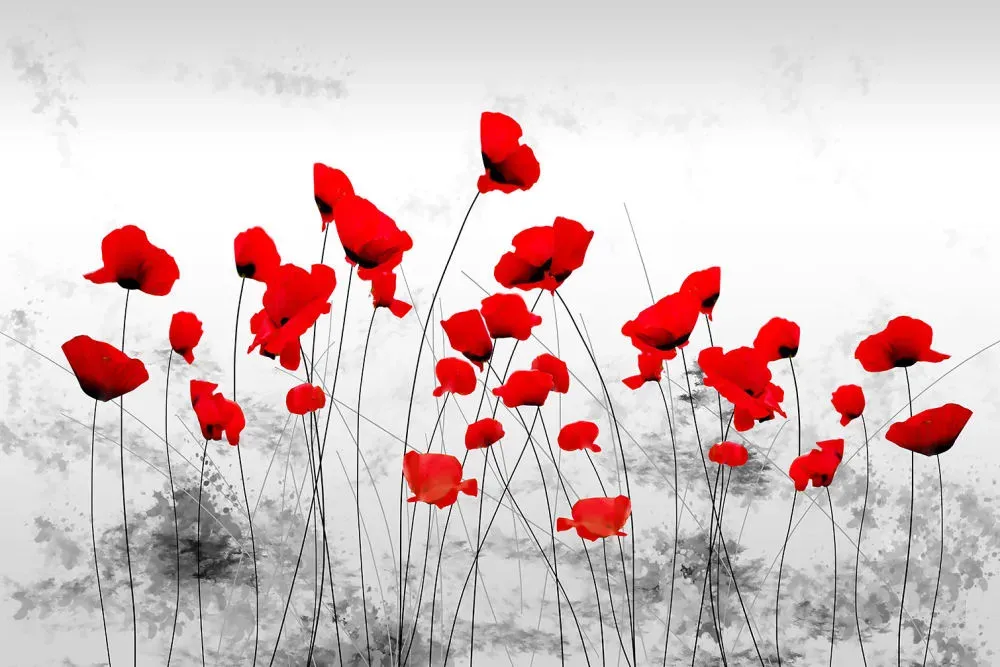 Tableau design coquelicots gris  imprimé sur toile 90x60 cm