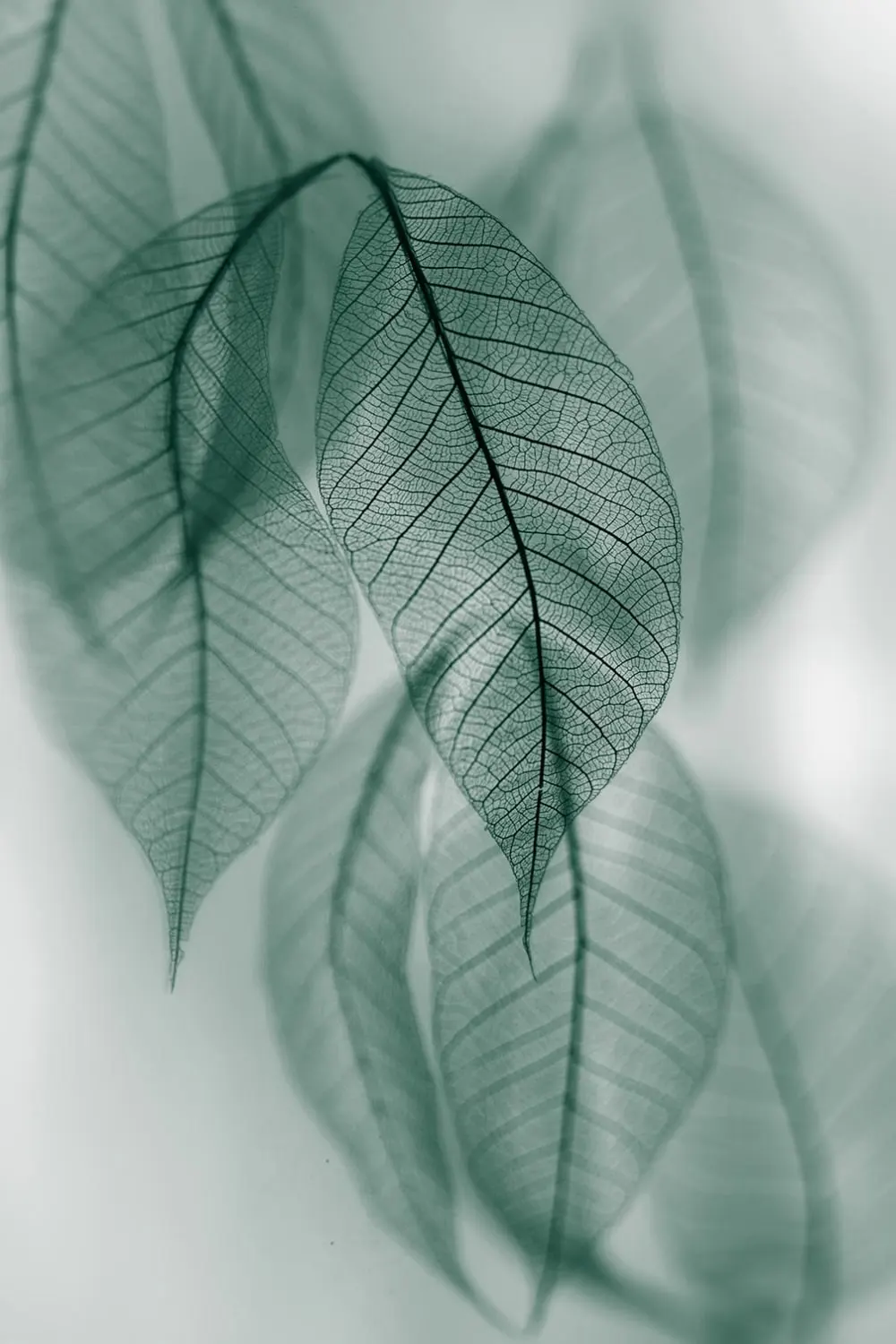 Tableau feuille leaf  imprimé sur toile 60x90 cm