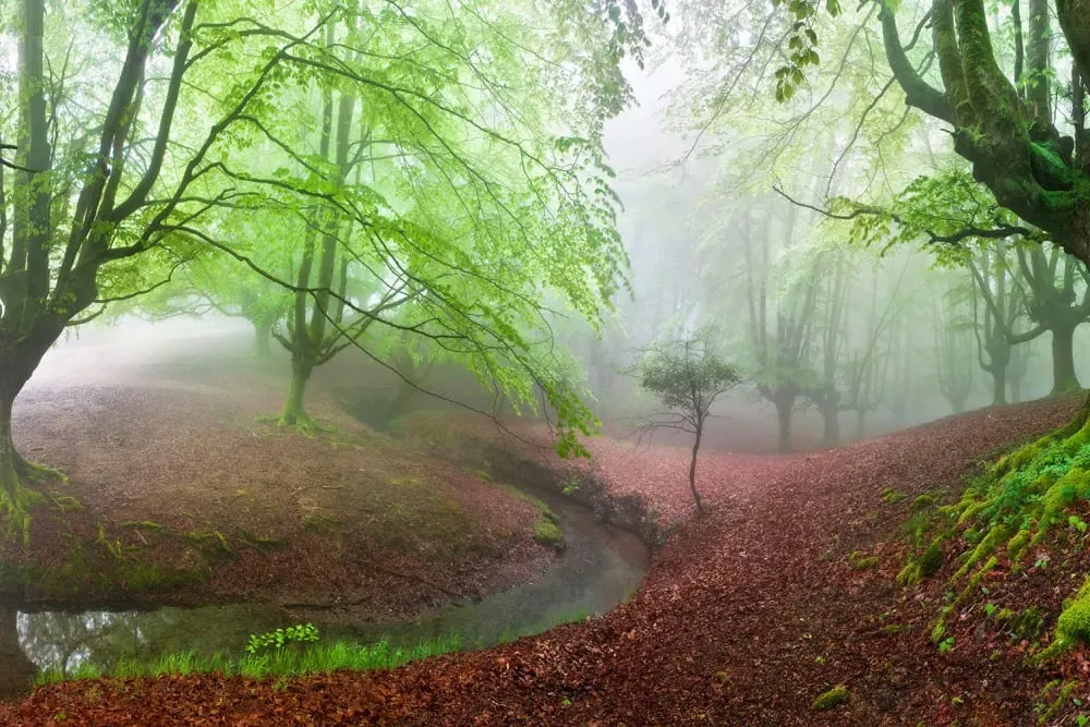 Tableau paysage de foret renaissance verte  imprimé sur toile 90x60 cm
