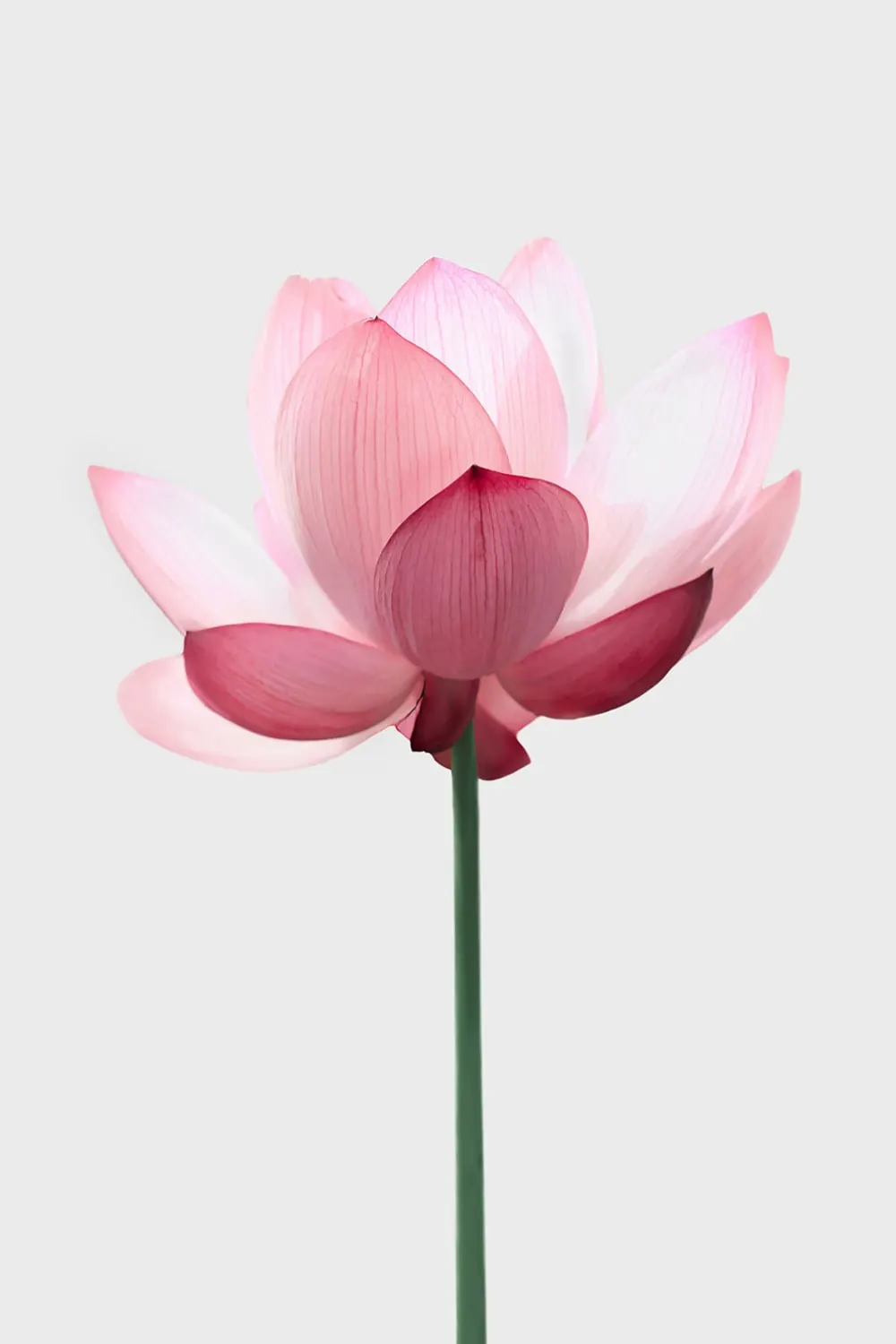 Tableau zen lotus rose  imprimé sur toile 60x90 cm