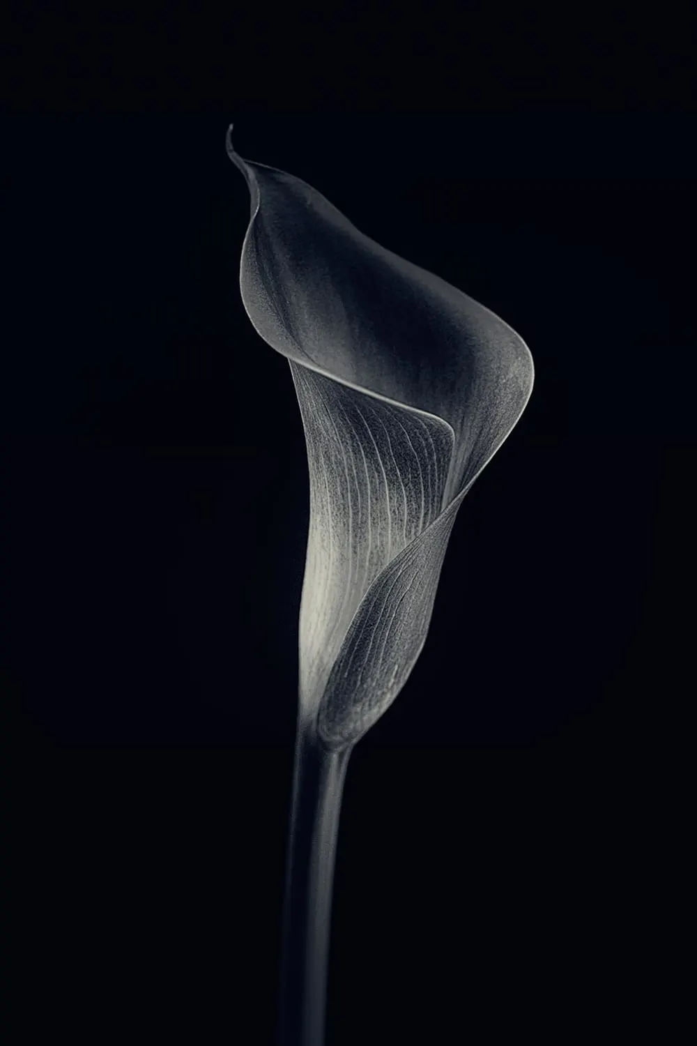 Tableau d'art calla lily  imprimé sur toile 60x90 cm