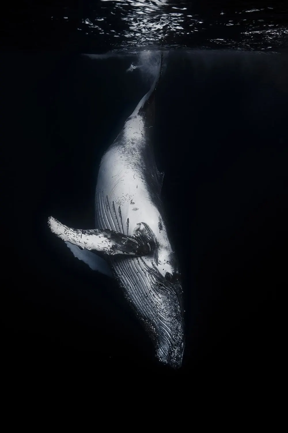 Tableau baleine baleine noire  imprimé sur toile 60x90 cm