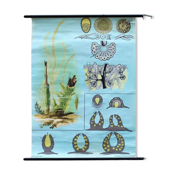 Affiche de l’école de Jung-Koch-Quentell, éponges, 1969