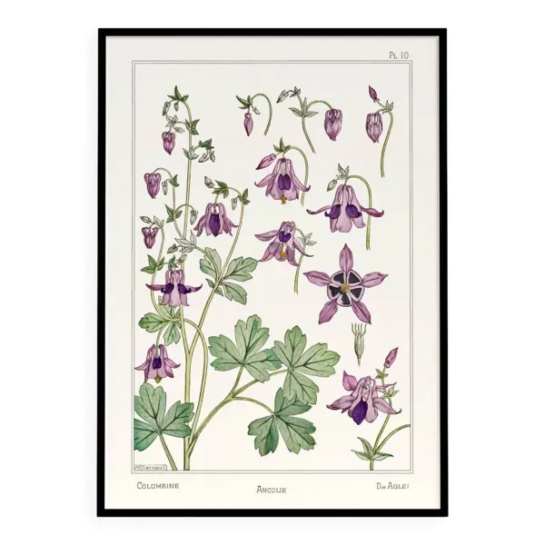 Affiche “Ancolie – Columbine”, d’après une lithographie art nouveau de 1897