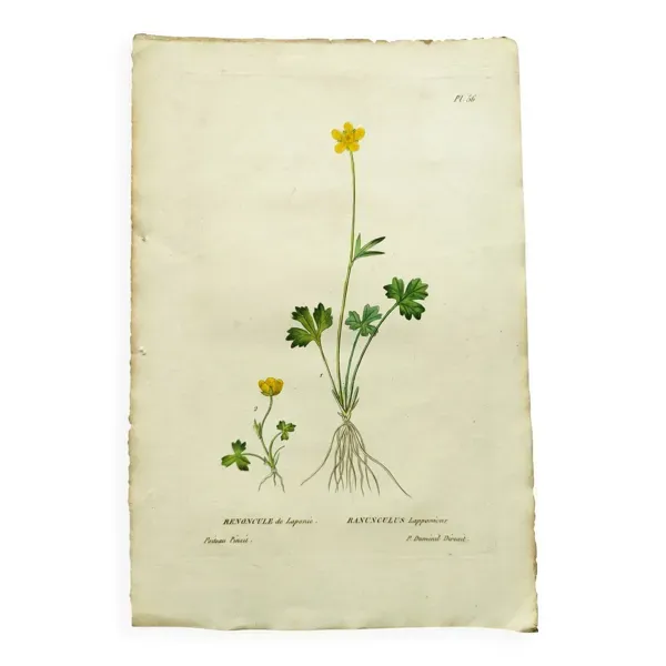 Gravure botanique ancienne de 1829 - Renoncule de Laponie- Par P.A Poiteau