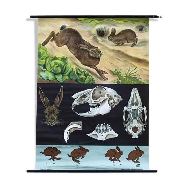 Affiche murale de l’école de Jung-Koch-Quentell ''lapin'' 1964��