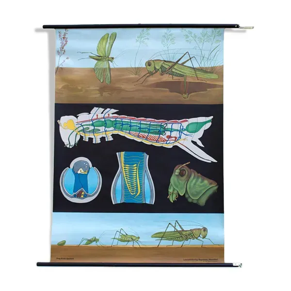 Affiche murale de l’école de Jung-Koch-Quentell ''sauterelle'' 1971