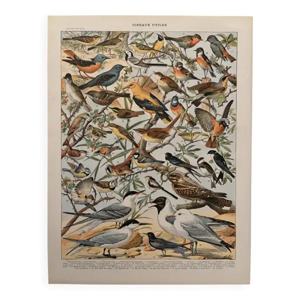 Planche illustrée sur les oiseaux utiles (pipit) - 1910