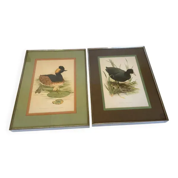 Paire d’illustrations d’oiseaux encadrés