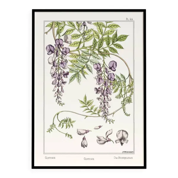 Affiche “Glycine”, d’après une lithographie art nouveau de 1897